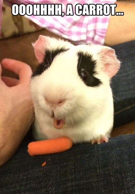 funny-guinea-pic-amazed-by-carrot-pic