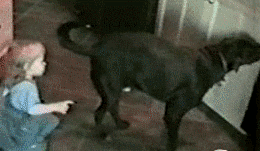 kid-touches-dog-butt-funny-gif-beep