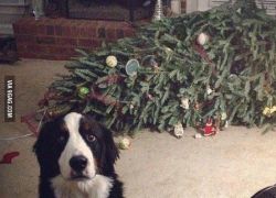 Hunde og juletræer