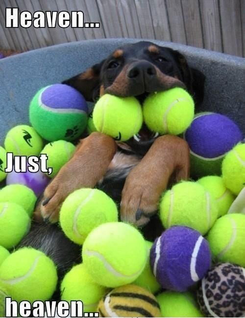 dog-biting-tennis-balls-pic