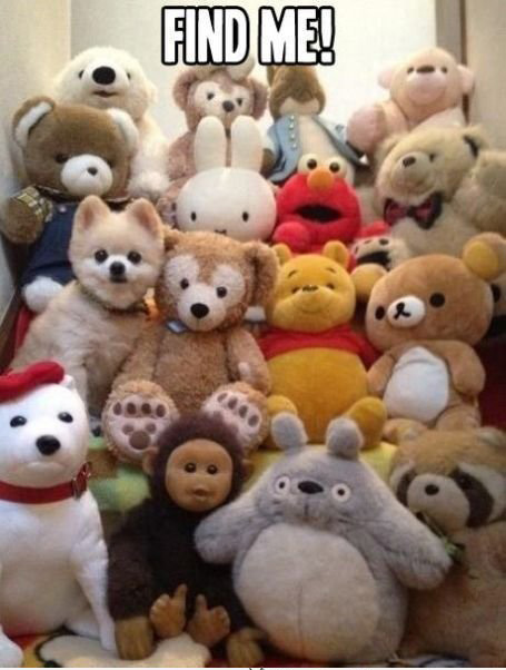 funny-collection-of-fluffy-toys-and-a-dog-hiding-among-them