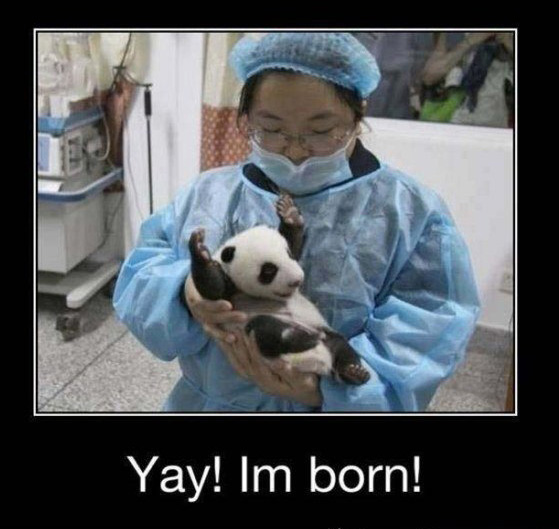 panda-born-happy-with-life-pic