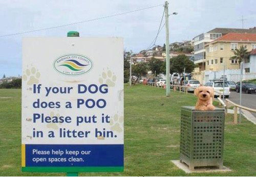 dog-making-poo-litter-bin-photo