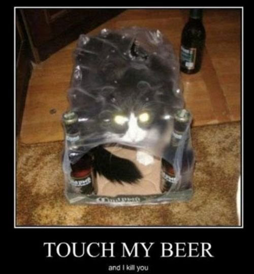 cat-in-beer-bag-beer