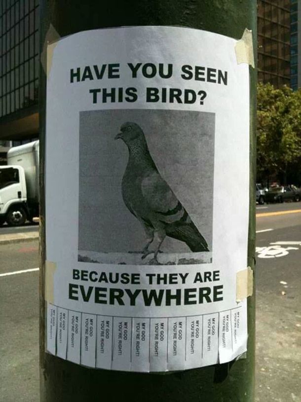 har du set denne fugl