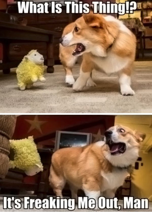 funny-dog-scared-by-a-toy