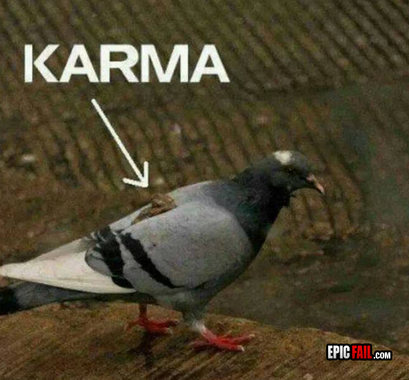 pigeon-fail-karma-win